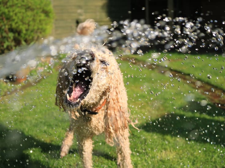 ¿Sabías que dejar a tu perro en la azotea puede ser un delito en México? Esto dice la ley