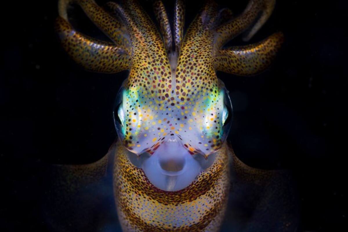 Southern Calamari (Sepioteuthis australis) Squid at night in Bushrangers Bay, NSW Australia.