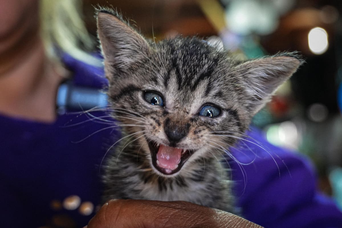 Foto: Leonardo González