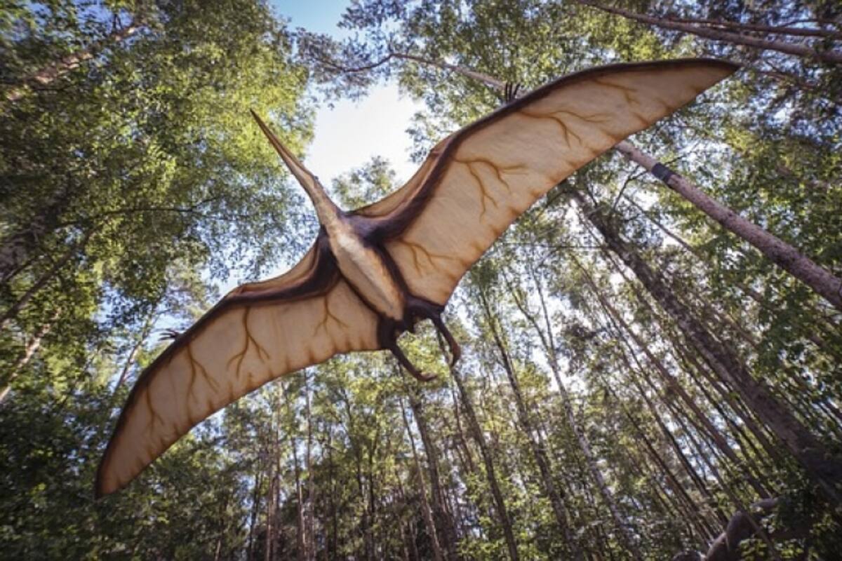 Descubren una nueva especie de Pterosaurio
