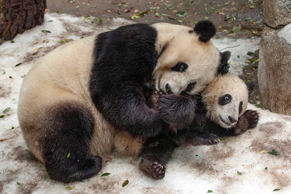 Panda madre e hijo, Bai Yun, de 27 años, Xiao Liwu, de 6, en el San Diego Zoo. (San Diego Zoo Global via AP)