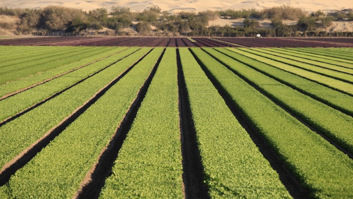 Productores agrícolas de México inician paros y bloqueos en distintos estados para exigir programas eficaces ante la peor crisis del campo en más de cuatro décadas