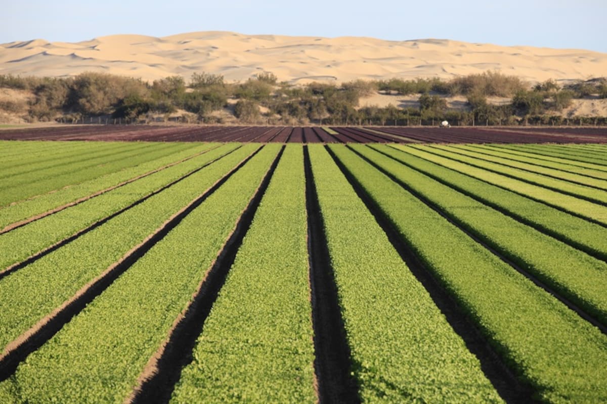 Productores agrícolas de México inician paros y bloqueos en distintos estados para exigir programas eficaces ante la peor crisis del campo en más de cuatro décadas