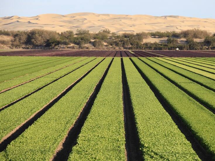 Productores agrícolas de México inician paros y bloqueos en distintos estados para exigir programas eficaces ante la peor crisis del campo en más de cuatro décadas