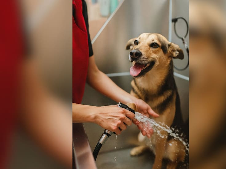 ¿Cuándo y cómo bañar a un perro? Señales, consejos y recomendaciones veterinarias