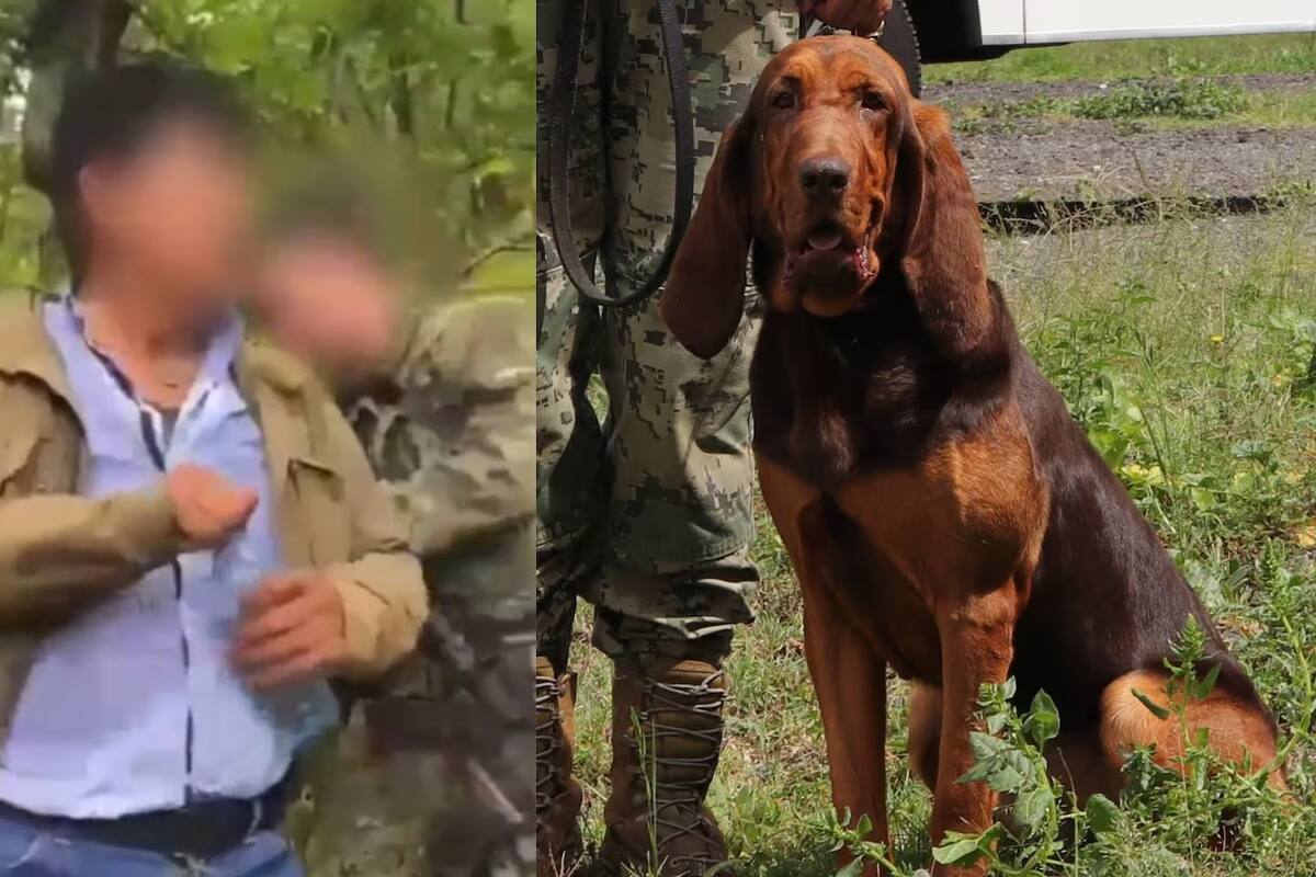 La captura de Rafael Caro Quintero en 2022 se logró en colaboración de elementos de la Secretaría de Marina y su perro Max. | Especial