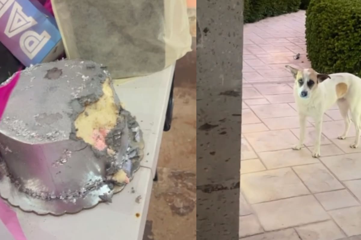 VIDEO: este perro sorprendió a todos al darle una gran mordida al pastel de cumpleaños de su dueña