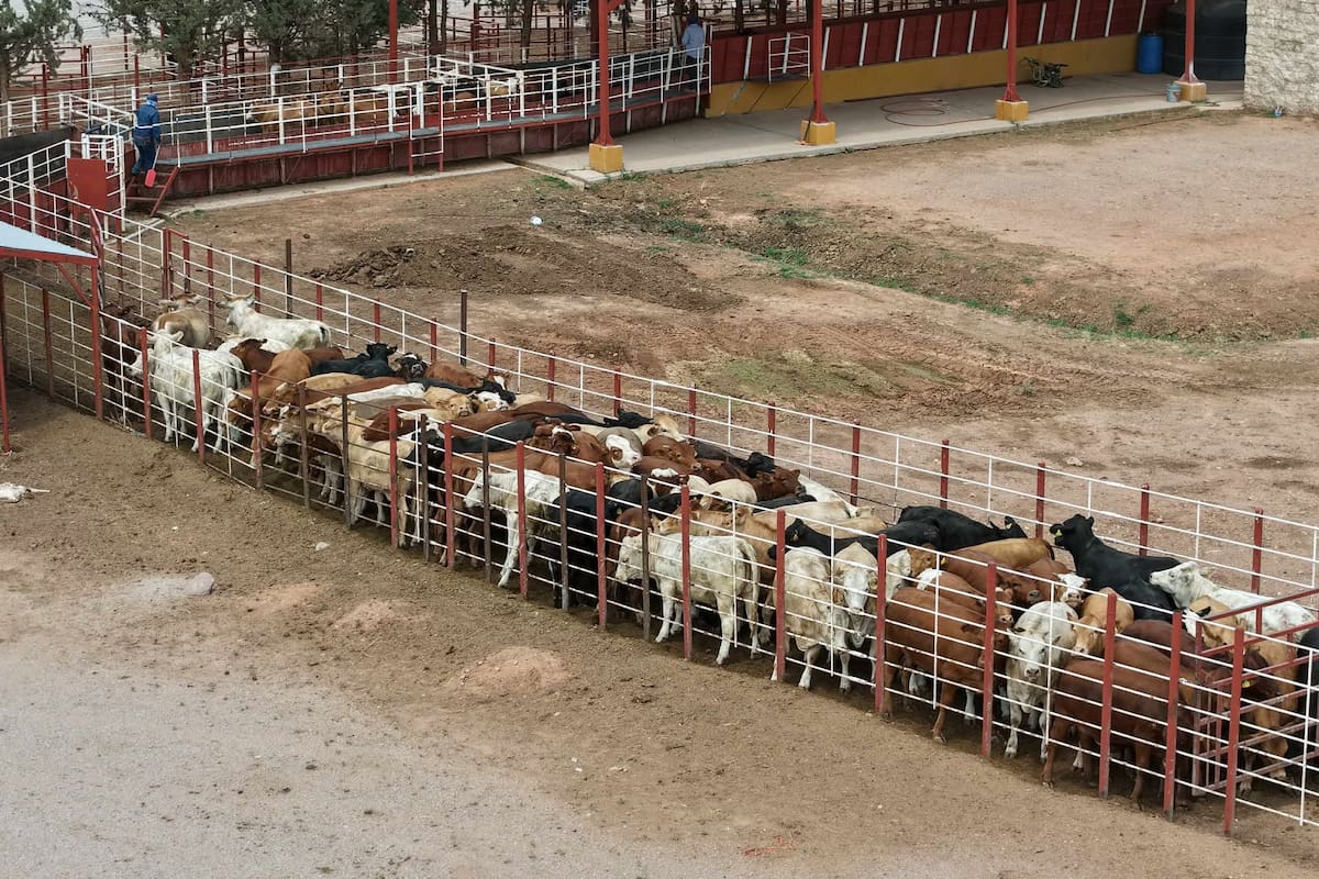 Usan drones para frenar al gusano barrenador; crean barrera química contra la plaga que afecta al ganado