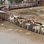 Usan drones para frenar al gusano barrenador; crean barrera química contra la plaga que afecta al ganado