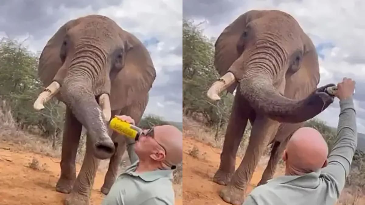 Un turista español generó indignación tras viralizarse un video en el que vierte cerveza en la trompa de un elefante en la reserva Ol Jogi, en Kenia/Foto: Canva