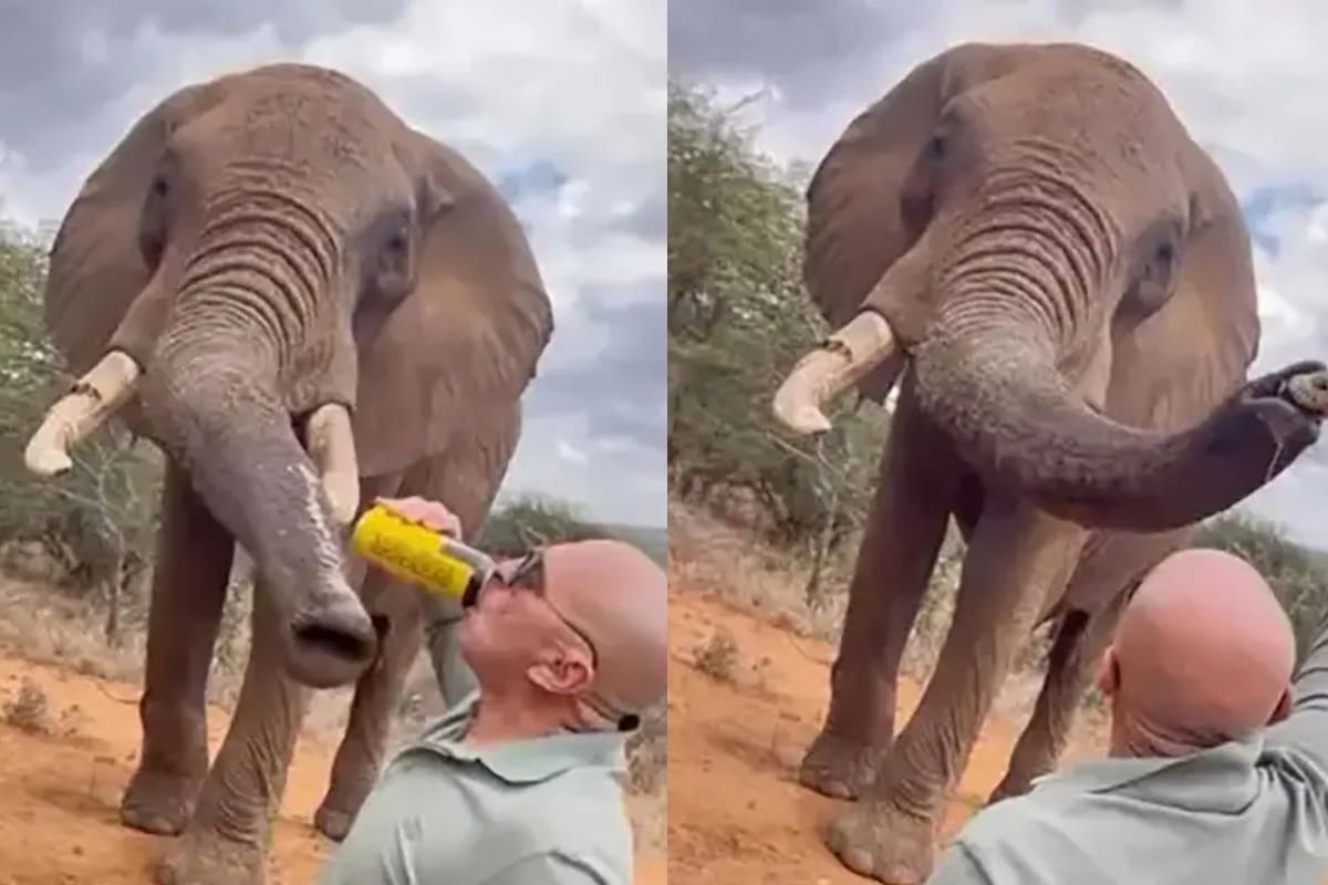 Turista criticado por abrir una cerveza en un safari y dársela a un elefante: ‘Esto nunca debería haber ocurrido’