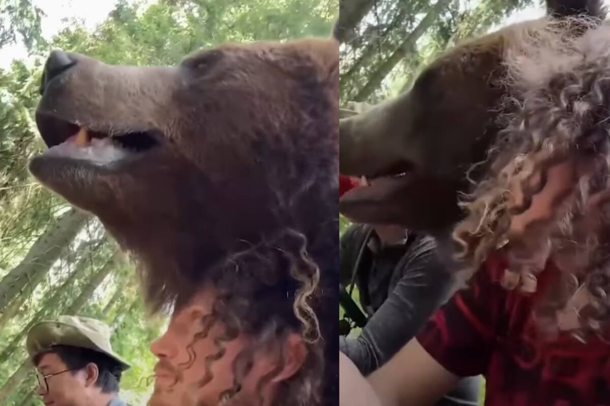 “Inclusive se le posó arriba de la cabeza de uno”: Hombres graban un aterrador encuentro con un oso
