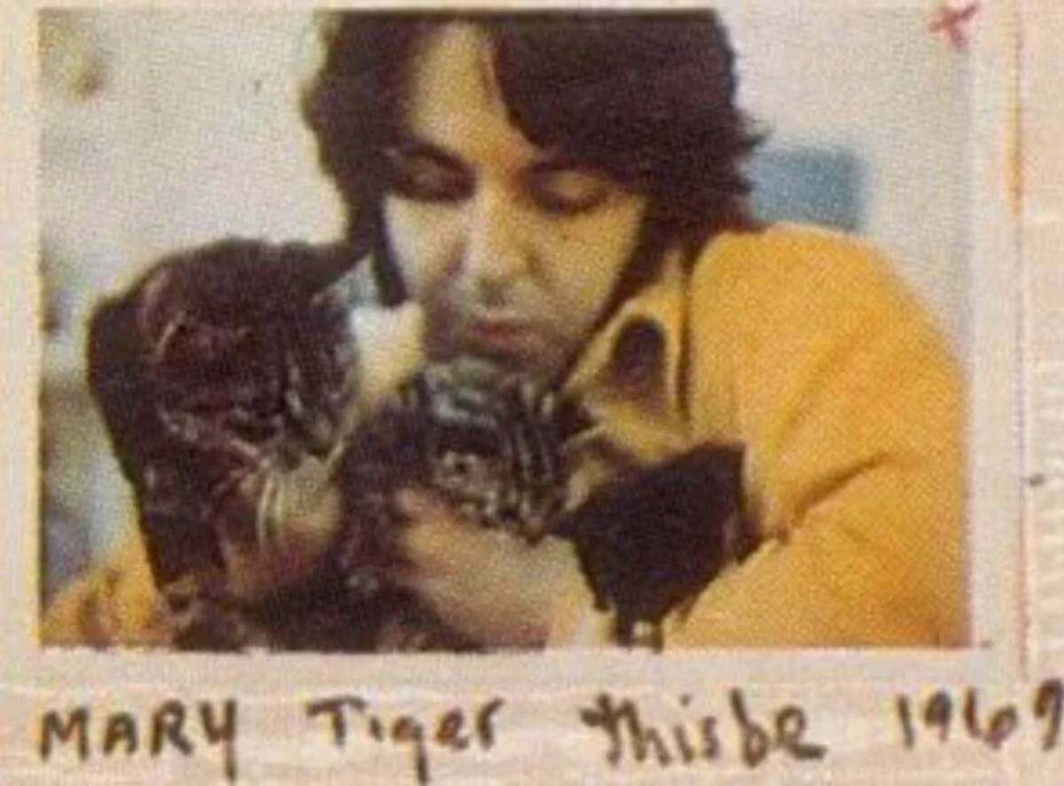 Paul McCartney con sus gatos Mary, Tiger y Thisbe.