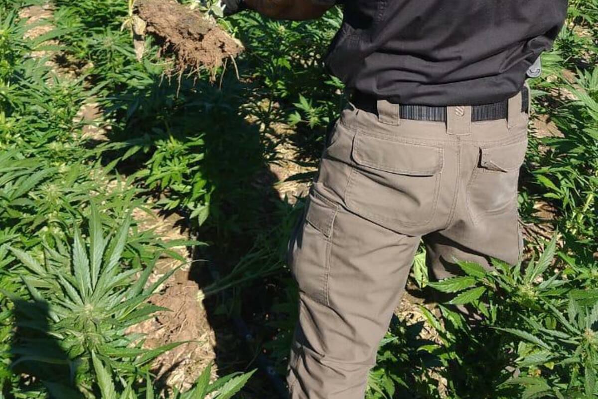 Destruyen FGR siembra de mariguana en comunidad cucapá