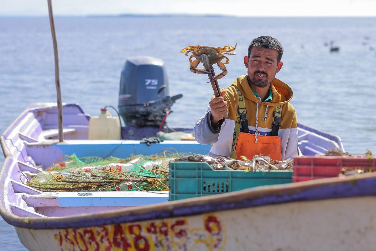 Pescadores del Sur de Sonora buscan aprovechar últimos días de la jaiba
