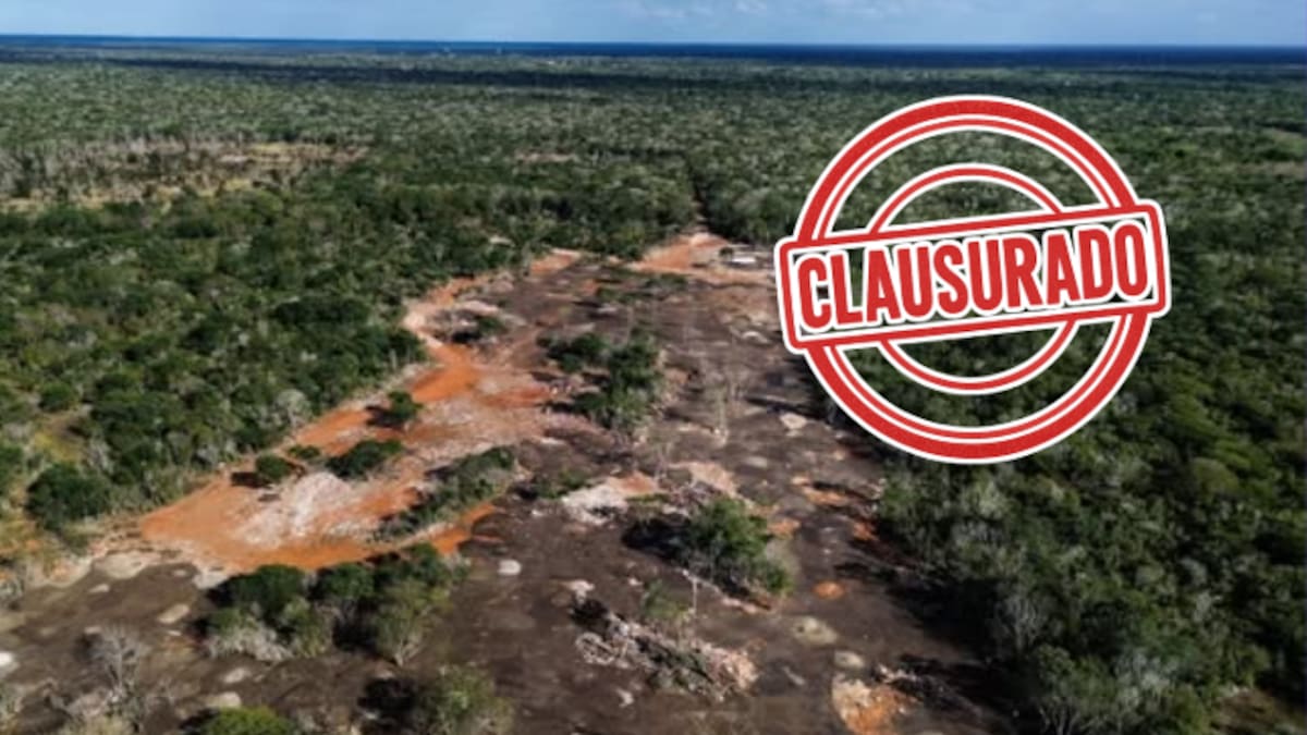 Clausuran predio en Yucatán tras devastar más de 56,000 m² de selva para tirar gallinaza y abrir caminos ilegales