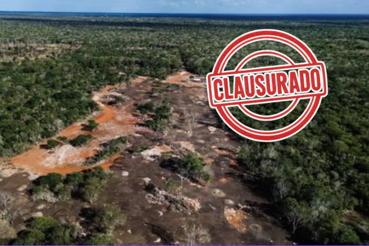 Clausuran predio en Yucatán tras devastar más de 56,000 m² de selva para tirar gallinaza y abrir caminos ilegales