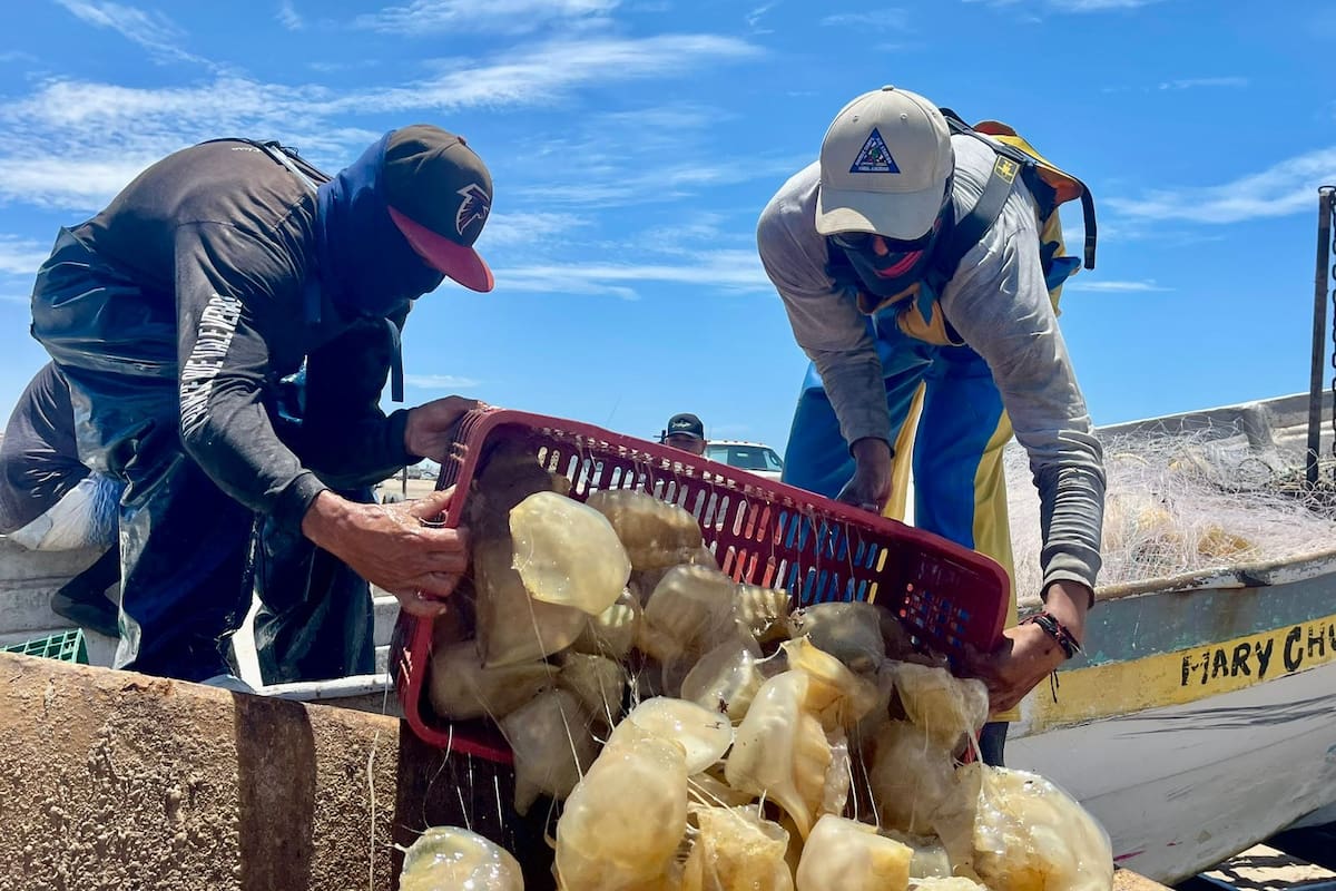 Pescadores del Golfo de Santa Clara enfrentan crisis ante ausencia de pesquería