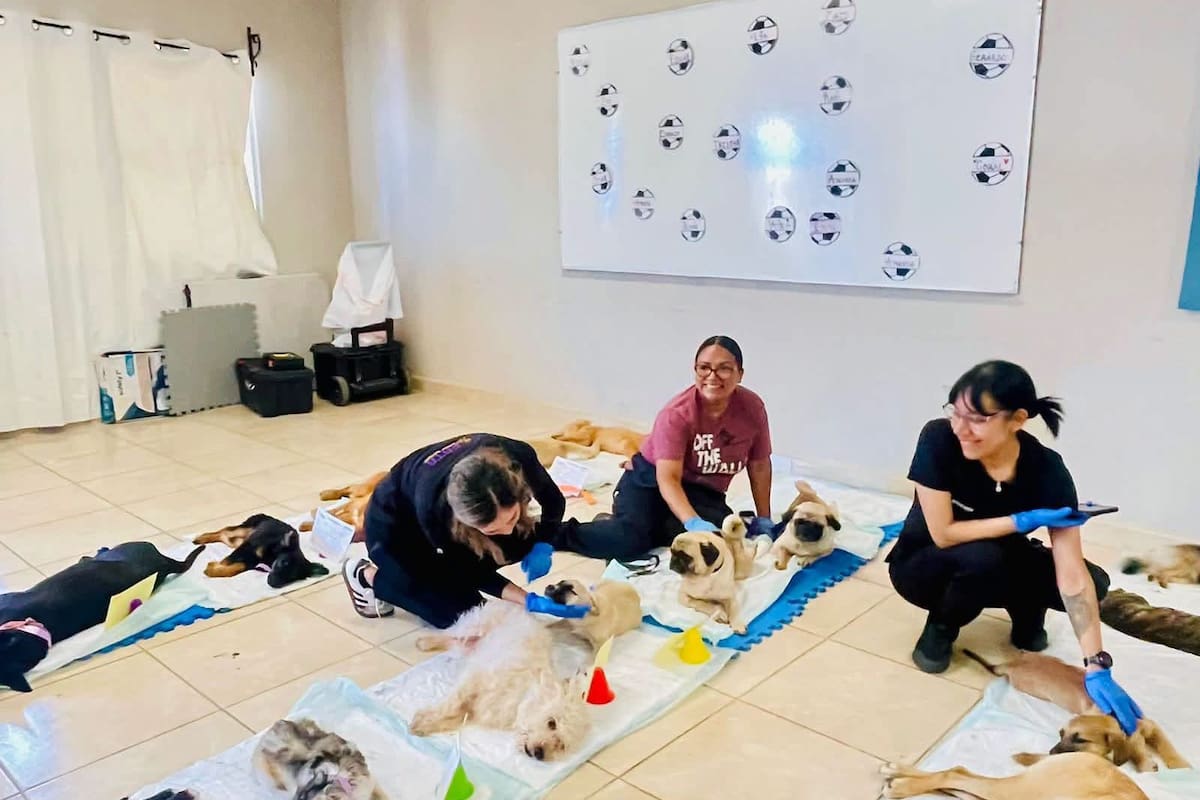 Proponen hacer obligatoria la esterilización de mascotas para reducir perros y gatos en las calles de Tijuana