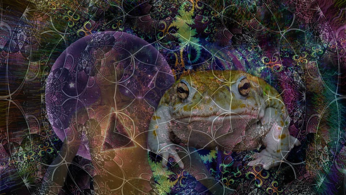 El sapo del desierto de Sonora con poderes psicodélicos (DMT) tiene cada vez más demanda en extranjeros, pero la sobreexplotación de la especie está poniendo en riesgo su supervivencia
