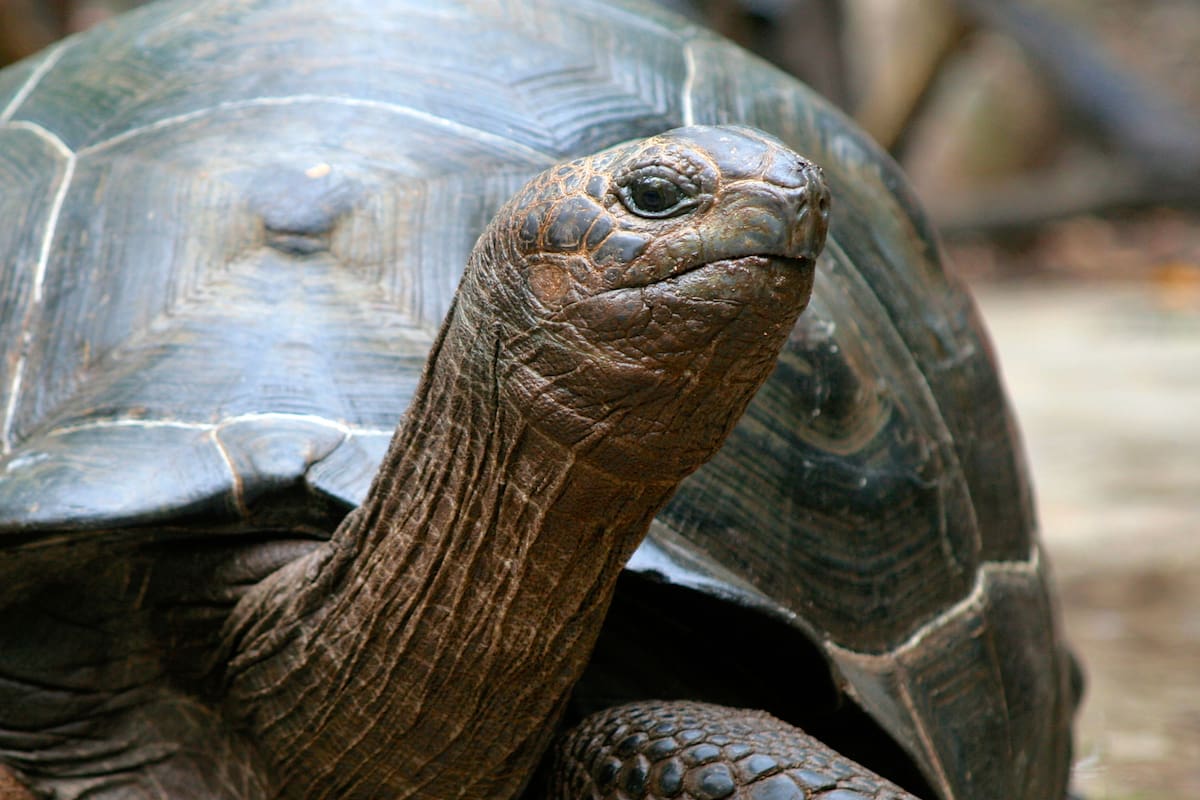 La tortuga gigante de Galápagos se convierte en madre a los 97 años: Un milagro de la naturaleza