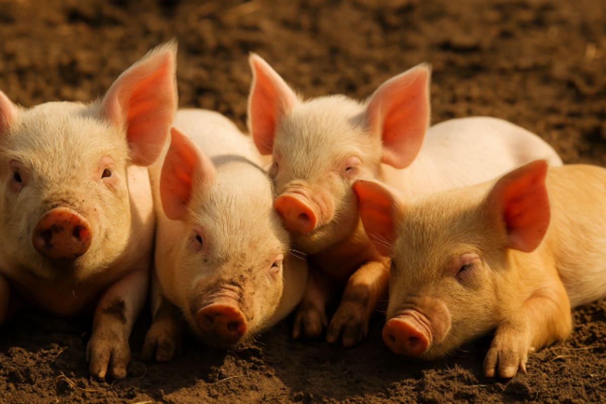 México suspende importación de carne de cerdo desde España tras brote de peste porcina africana en Barcelona