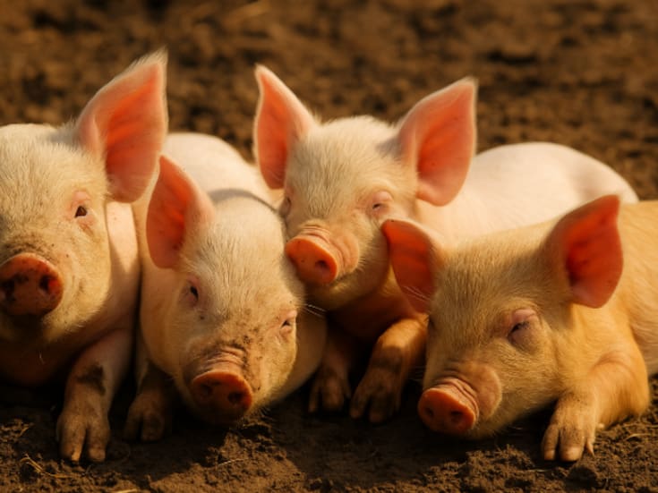 México suspende importación de carne de cerdo desde España tras brote de peste porcina africana en Barcelona