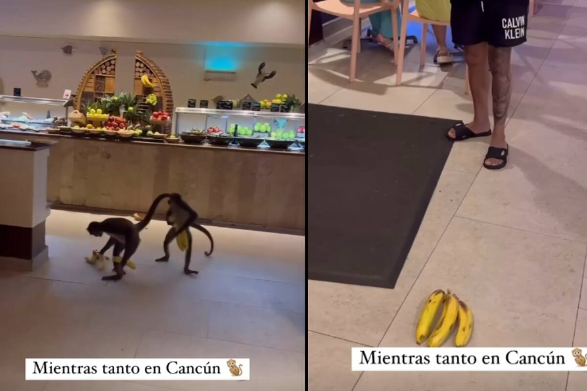 Se viraliza un video de dos monos robando plátanos en un establecimiento en Cancún