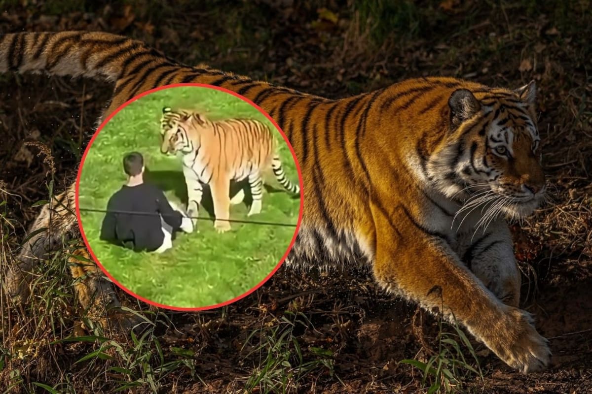 ¿Qué ocurrió en Yorkshire Wildlife Park? El parque de Reino Unido donde un hombre murió tras ingresar al recinto de los tigres