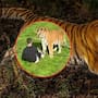 ¿Qué ocurrió en Yorkshire Wildlife Park? El parque de Reino Unido donde un hombre murió tras ingresar al recinto de los tigres