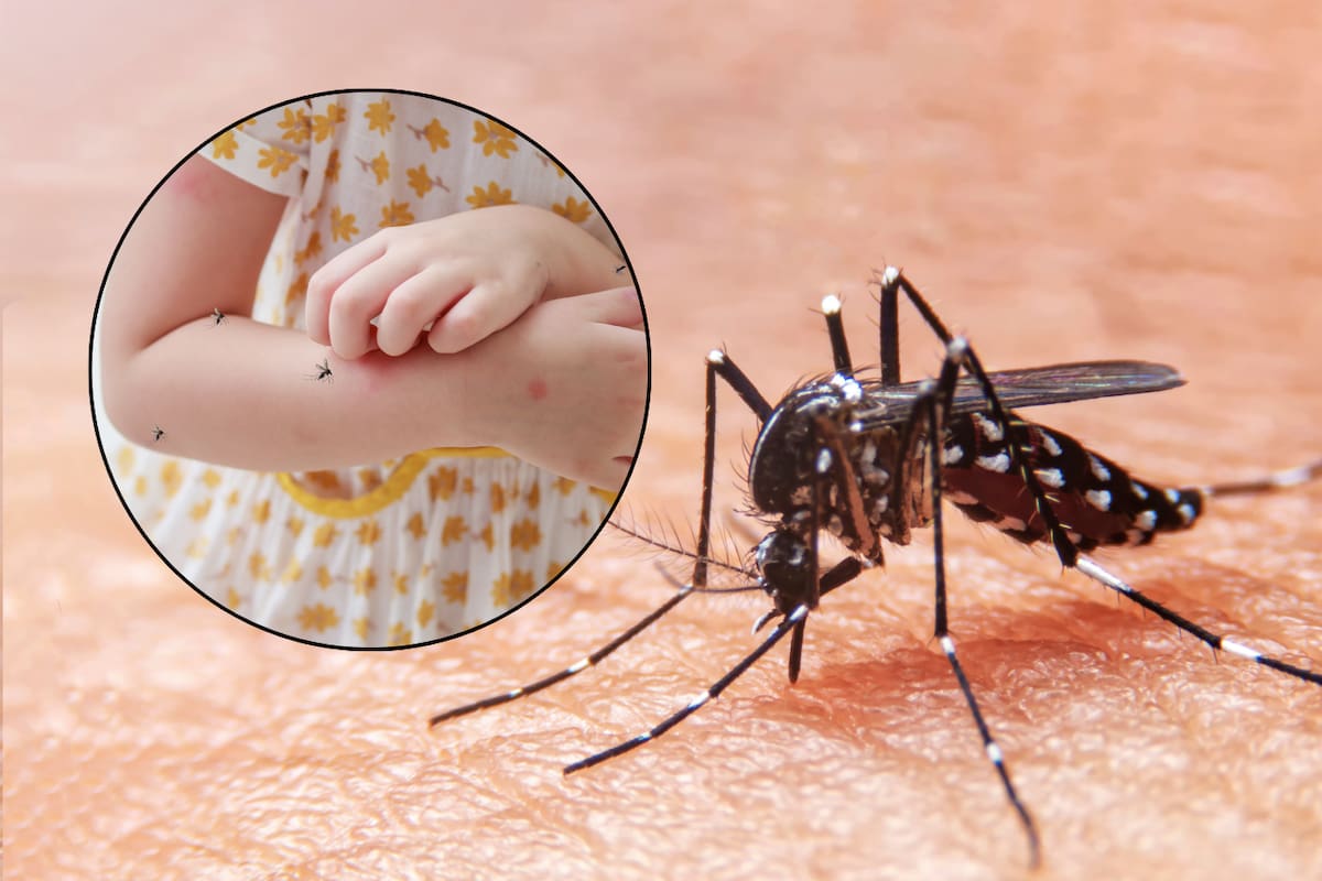 Sonora acumula por dengue 5 muertes y más de 4 mil casos, el doble de los contagios registrados en los últimos tres años