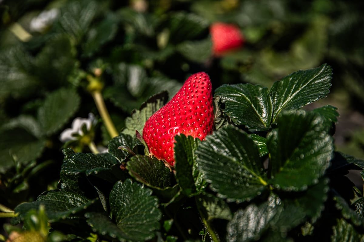 Fresa lidera siembras del ciclo otoño-invierno en la Zona Costa