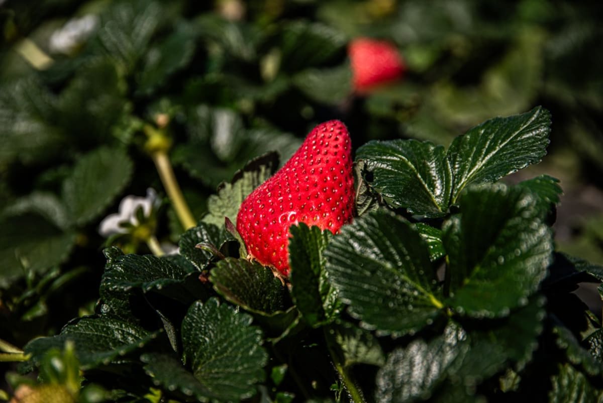Productores de la Zona Costa de Baja California reportan más de 5 mil 700 hectáreas sembradas en el ciclo agrícola otoño-invierno 2025-2026, donde la fresa destaca como el principal cultivo en superficies de riego. Foto: Cortesía