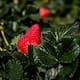 Fresa lidera siembras del ciclo otoño-invierno en la Zona Costa