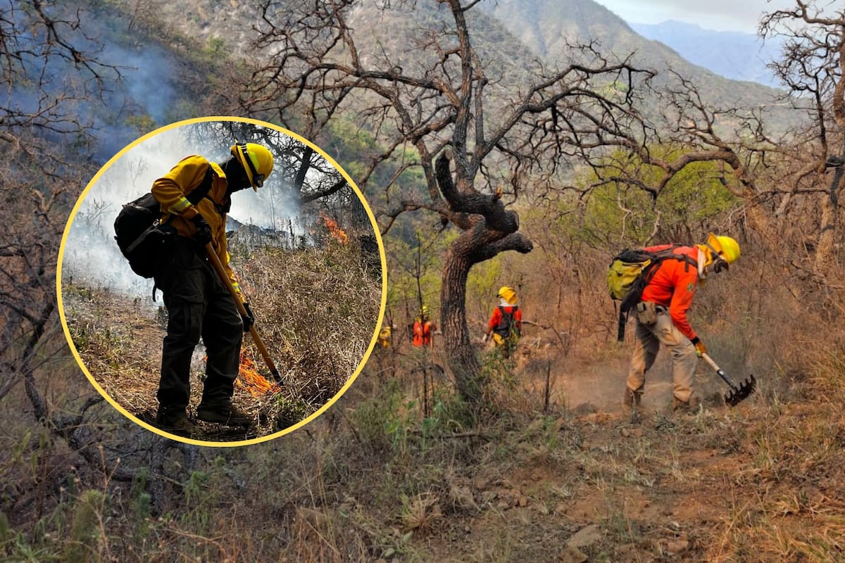 Más de 100 combatientes trabajan para controlar el incendio forestal en Tarachi