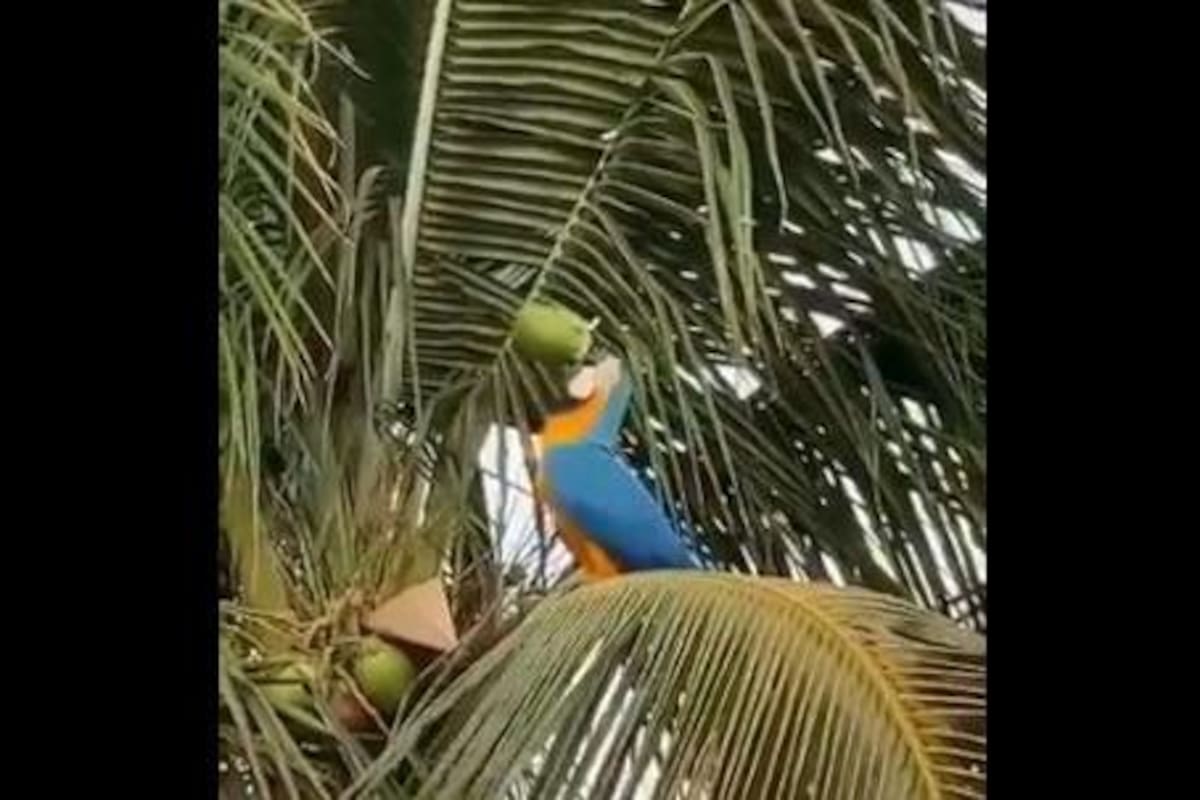 VIDEO: Captan a una guacamaya tomando agua de coco