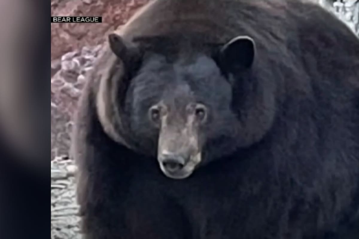 'Hank the Tank': El oso gigante que ha invadido decenas de hogares en California