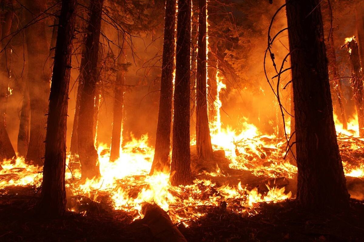62 incendios forestales se han registrado en Veracruz en lo que va de 2020