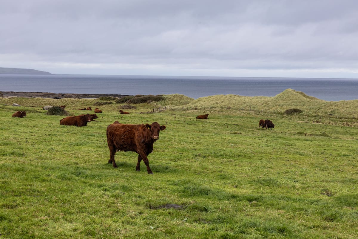 El análisis genético reveló que las vacas tenían una mezcla de linajes europeos y del océano Índico desde su llegada a la isla. Foto: Pexels