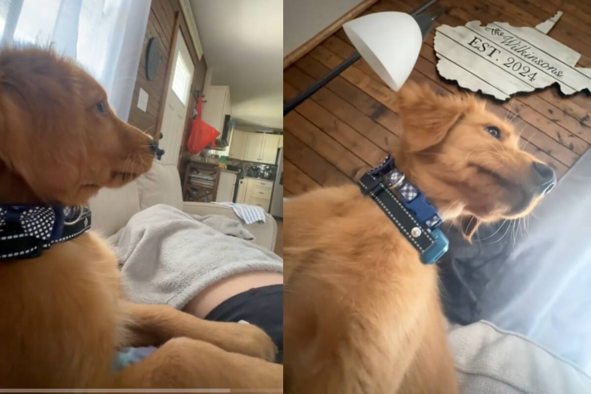 Este perro se volvió viral por asustarse al ver una escena de la película ‘Monsters Inc.’