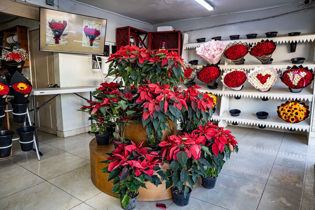 Aumenta la venta de nochebuenas en Tijuana con precios que varían según tamaño