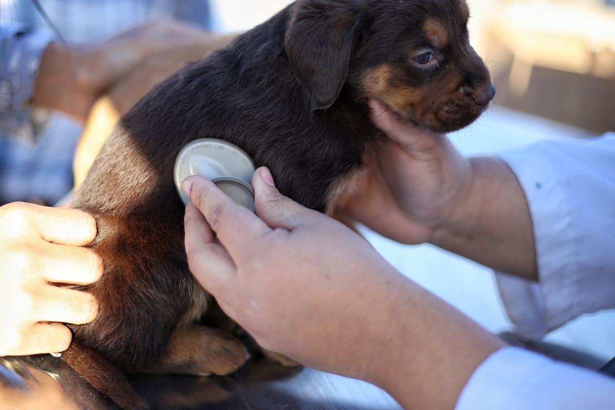 Construirán hospital veterinario en Mexicali