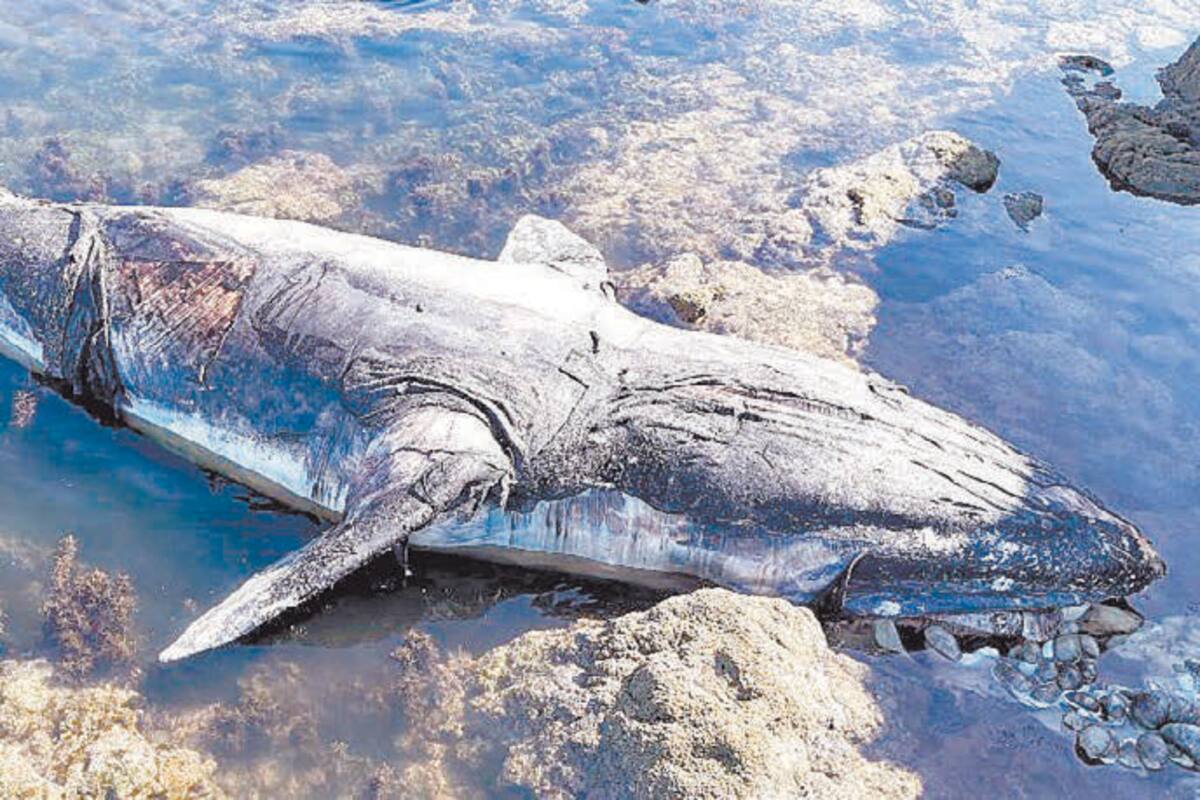 Muertes de ballenas gris en costas de Sonora pudiera relacionarse con intoxicación por algas: CIAD