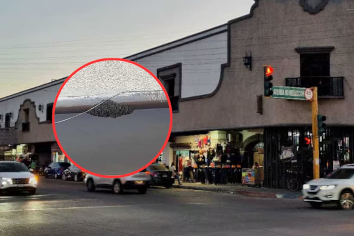 Presencia de enjambre de abejas en el Mercajeme no representó riesgo