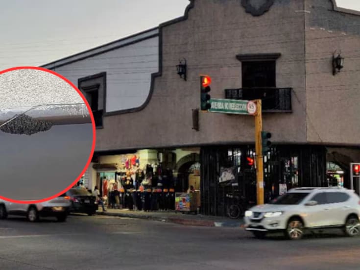 Presencia de enjambre de abejas en el Mercajeme no representó riesgo