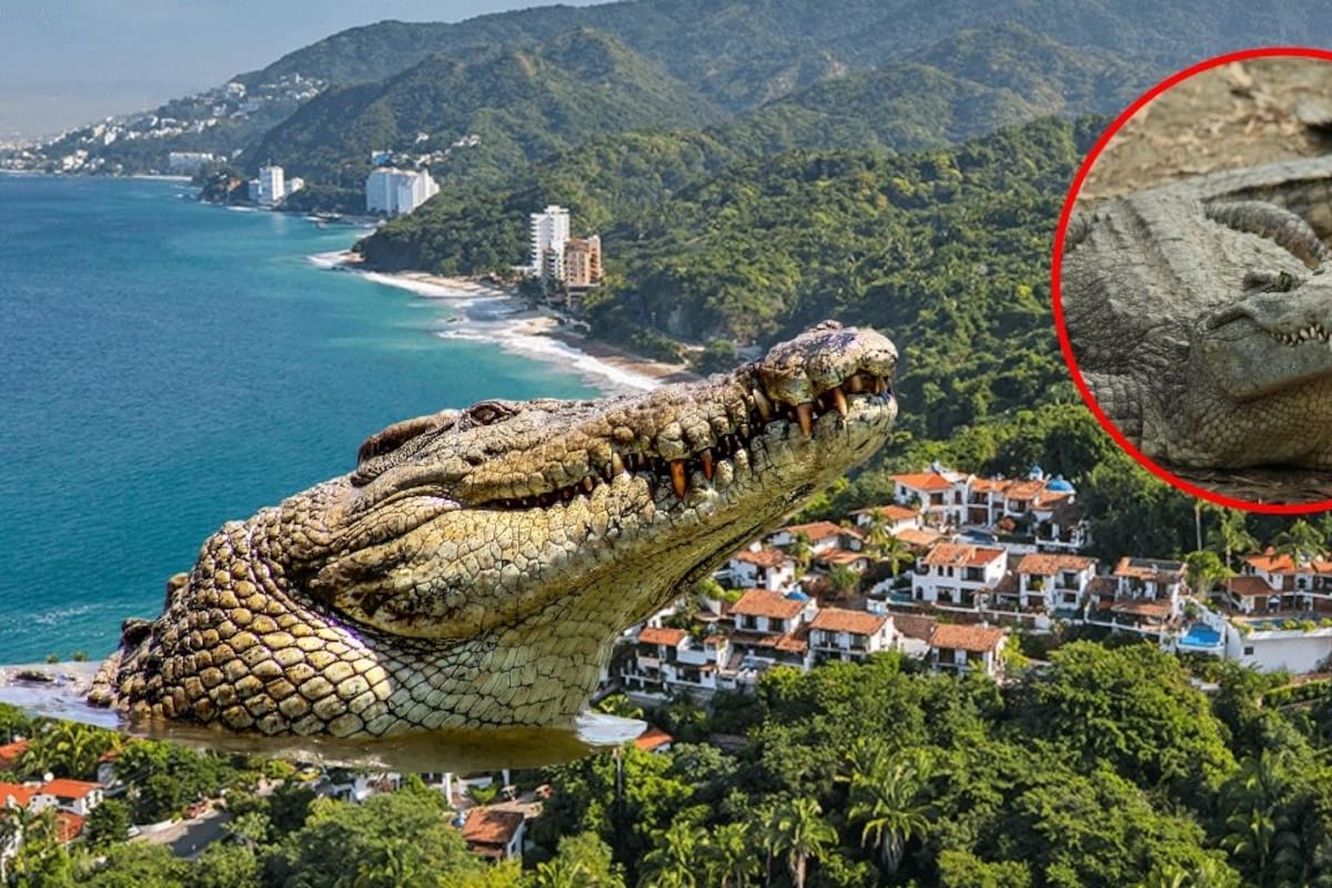 Colocan bandera negra y evacúan bañistas por avistamientos de cocodrilos en Bahía de Banderas durante plena temporada vacacional