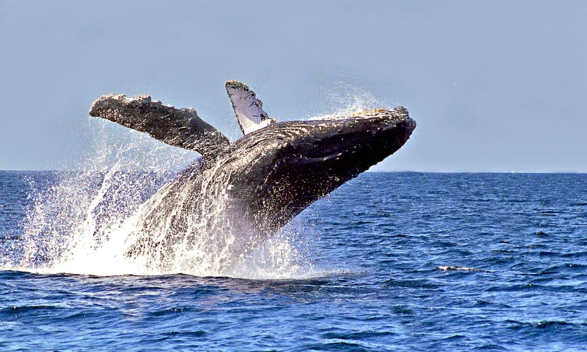 La resistencia en Sonora y Sinaloa busca proteger el ecosistema conocido como el “Acuario del Mundo”. | Archivo GH