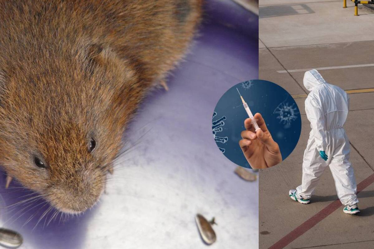 Virus Grimso: El 'nuevo coronavirus' de roedores descubierto en Suecia