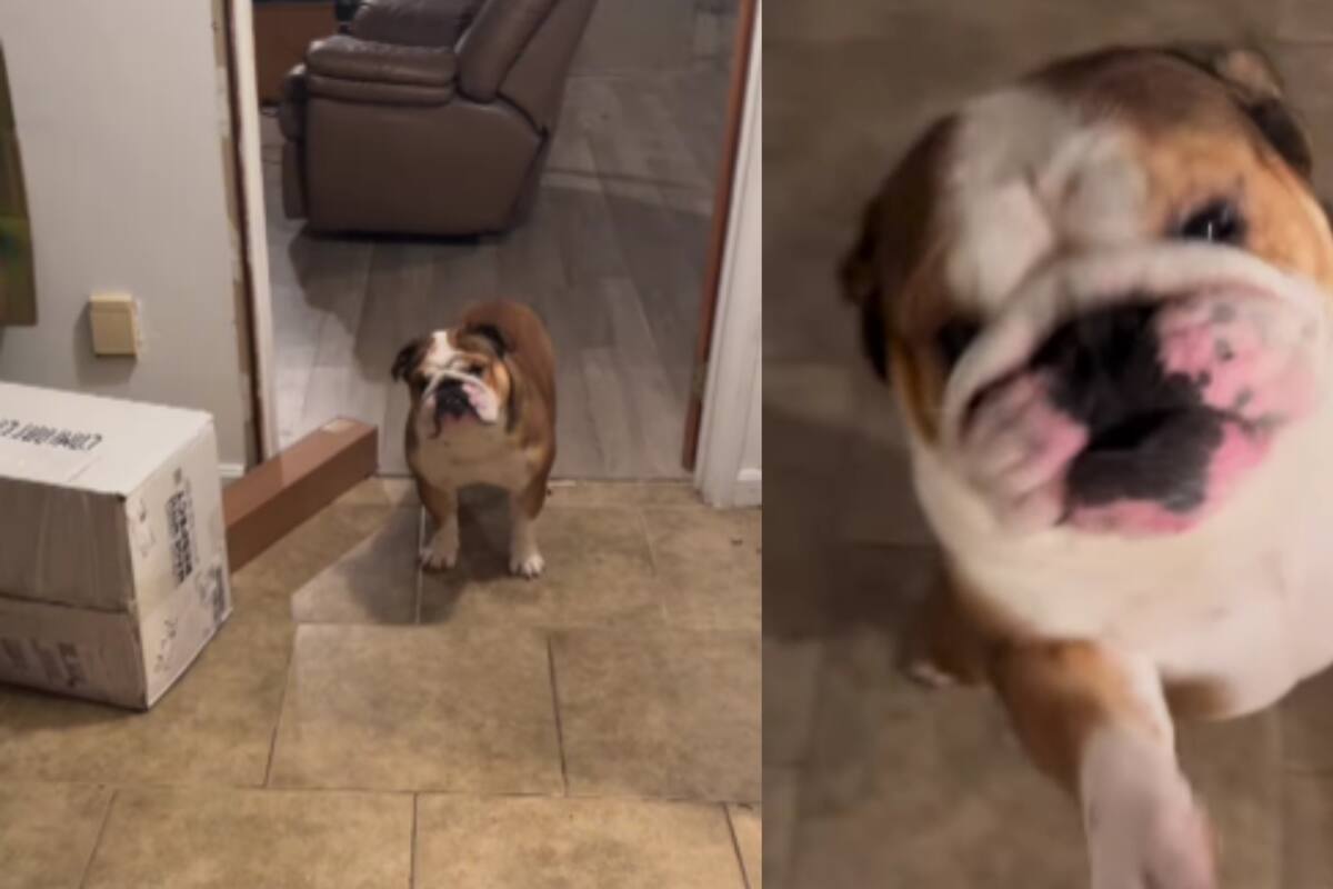 Perro alcanza 1 millón de reacciones al mostrar su emoción cuando le dicen que irá a Dunkin' Donuts