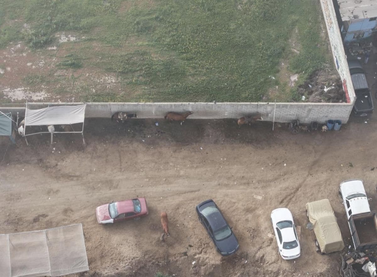 El Movimiento Animalista de Ensenada presentó una denuncia ante la Fiscalía por las condiciones en las que permanecen varios equinos, luego de la muerte de un caballo en Playa Hermosa. Foto: Cortesía